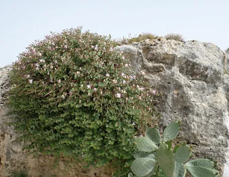 Pianta di Capperi su roccia