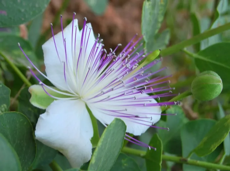 coltivare capperi
