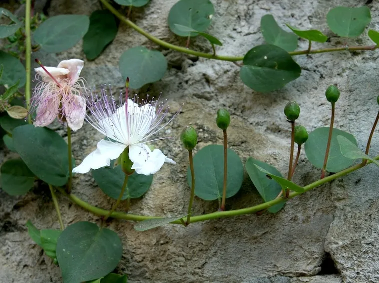pianta di Capperi