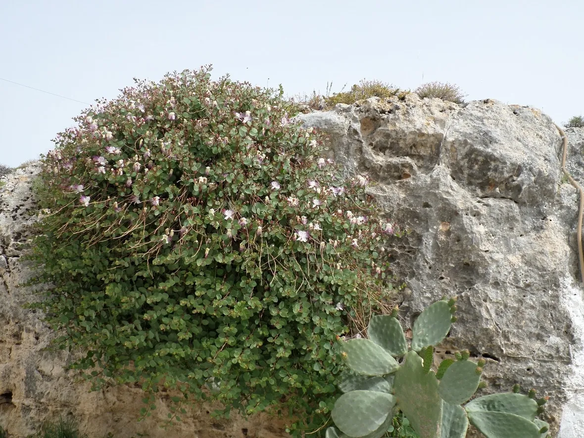Pianta di Capperi su roccia