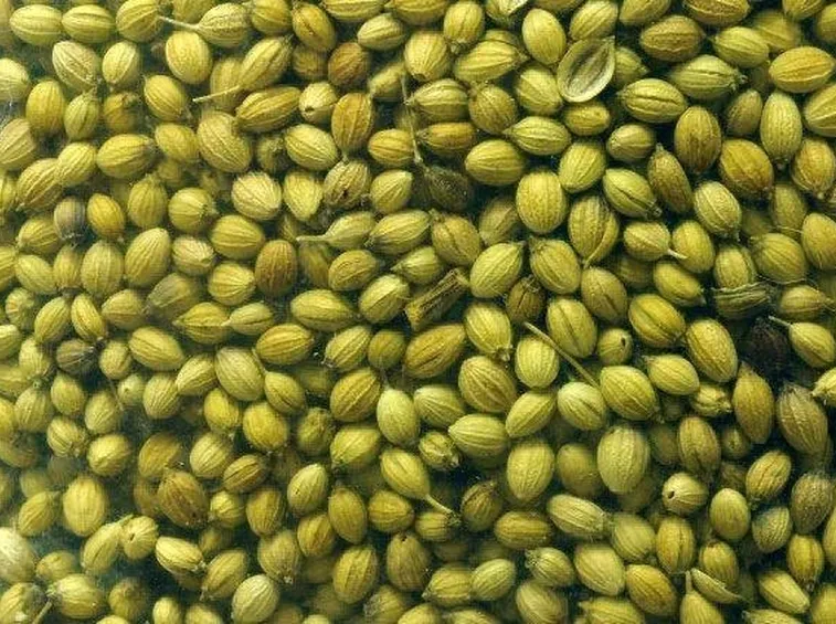 Semi di coriandolo