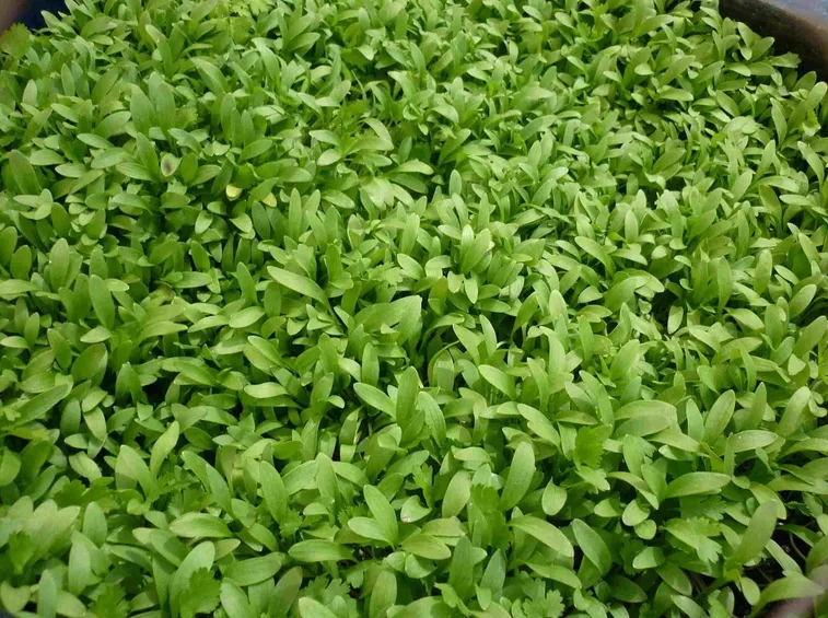 Foglie di coriandolo