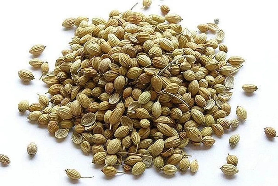 Semi di coriandolo