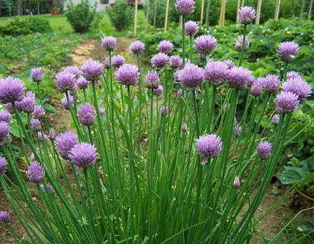 Fiori di erba cipollina