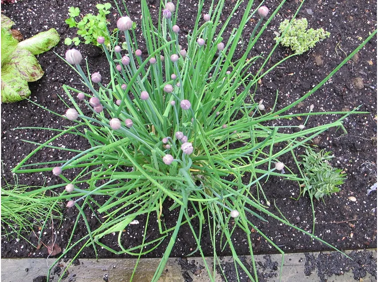 Erba cipollina con fiori