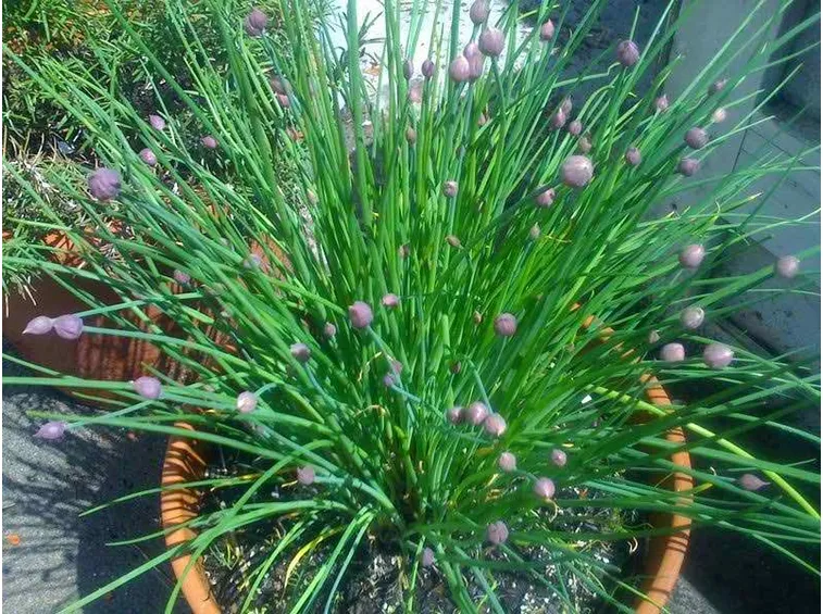 Erba cipollina in vaso