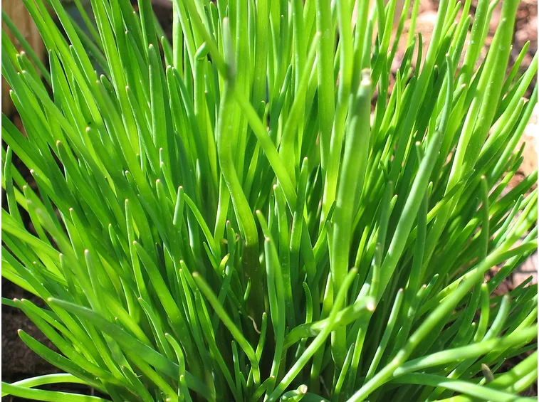 Erba cipollina fresca