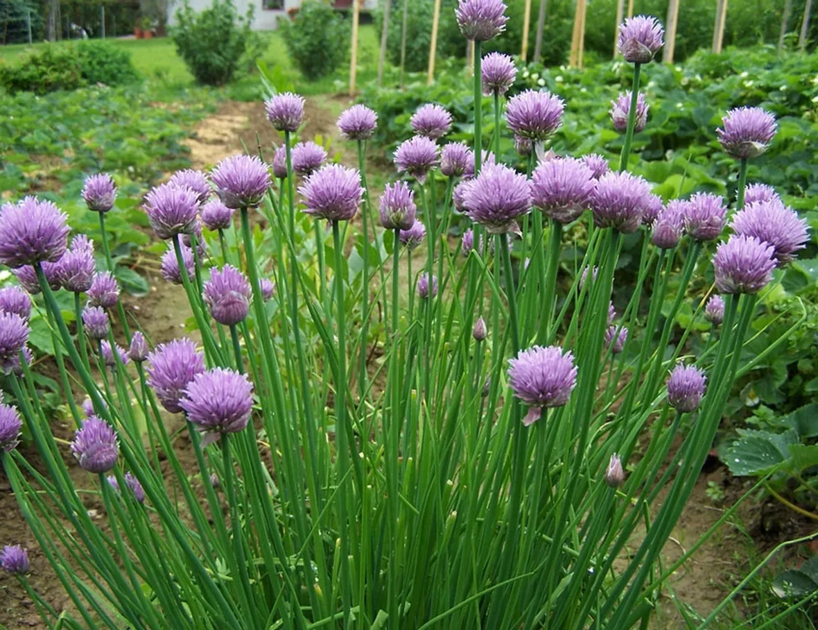 Fiori di erba cipollina