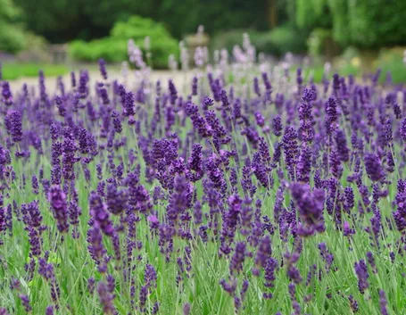 Campo di lavanda