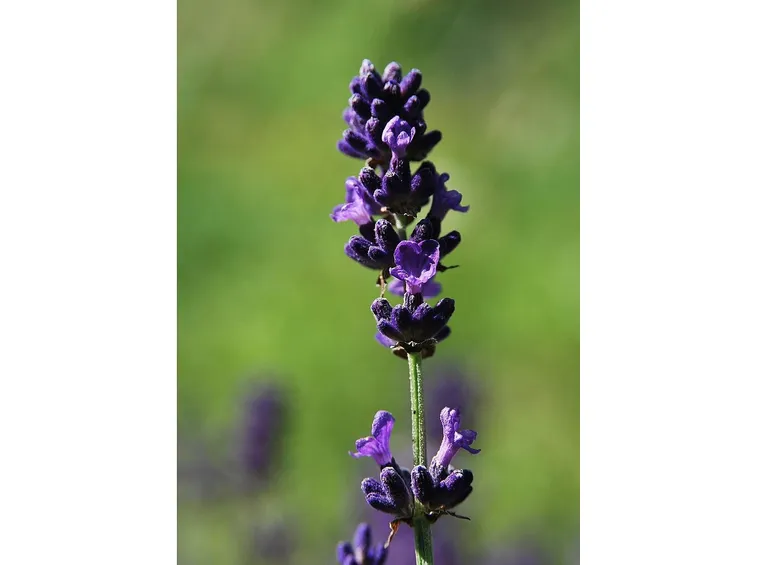 Particolare di fiore di lavanda