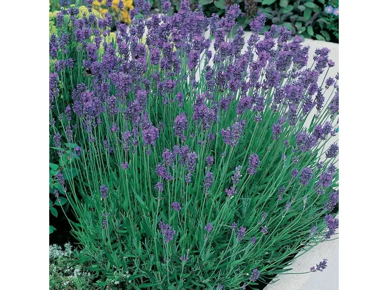 Cespuglio di lavanda