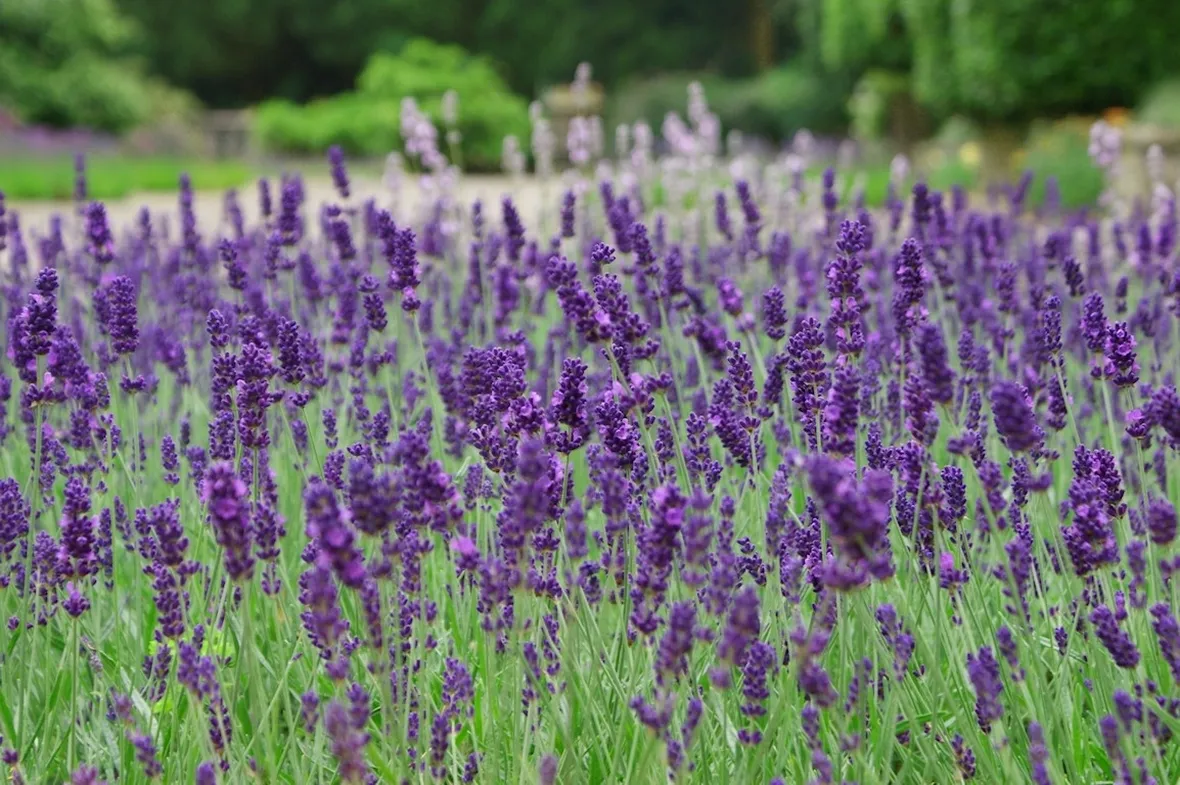 Campo di lavanda