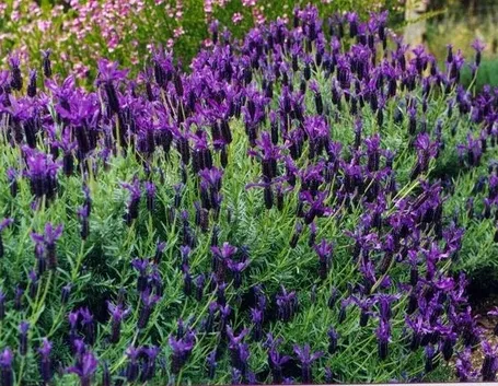 Una pianta di Lavandula stoechas