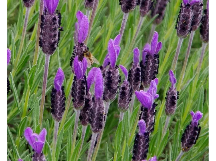 Spighe di lavanda stoechas