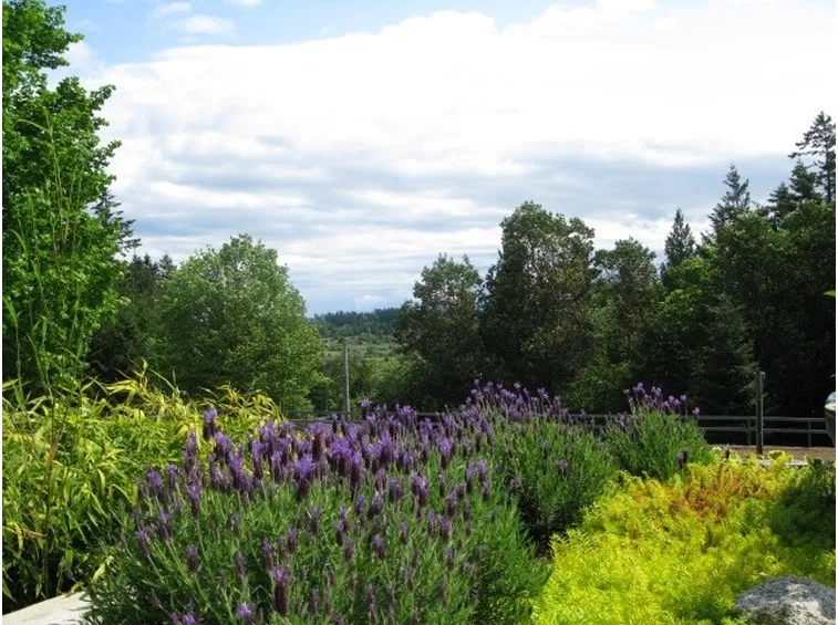Giardino con Lavandula stoechas
