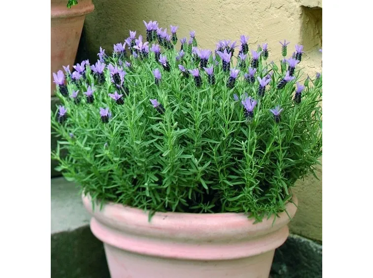 Lavanda stoechas in vaso