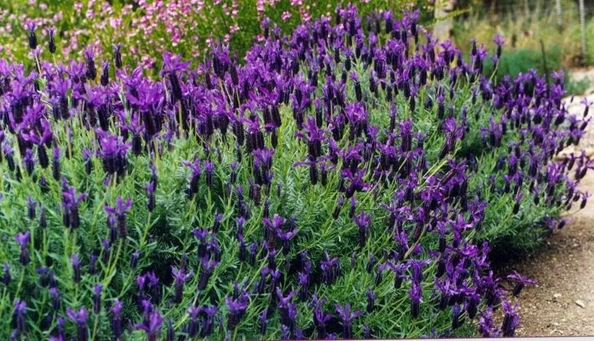 Una pianta di Lavandula stoechas