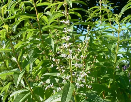 lippia citriodora fiorita