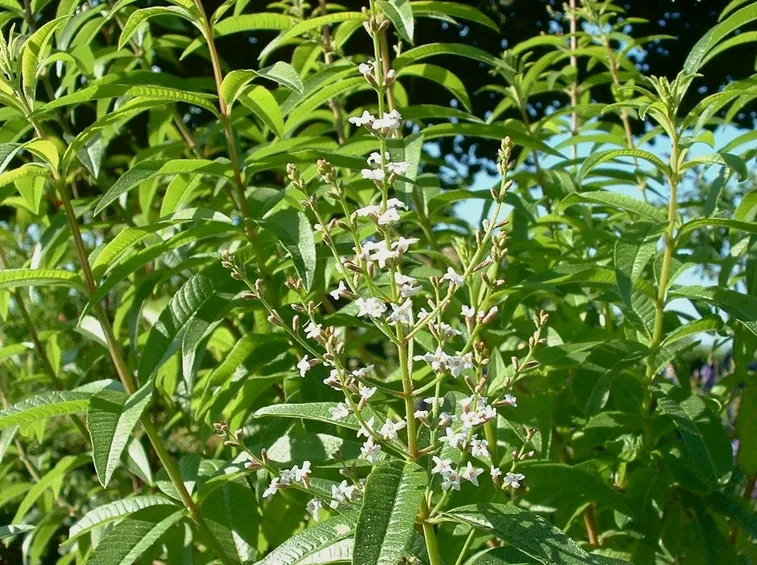 lippia citriodora fiorita