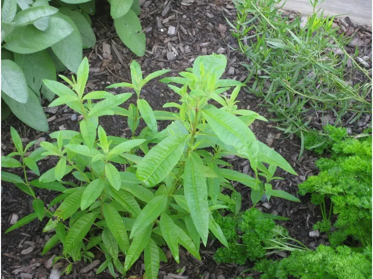 Germogli primaverili di lippia