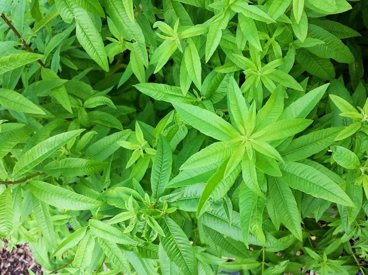 Lippia citriodora aromatiche