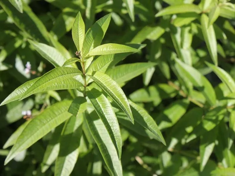 erba luigia