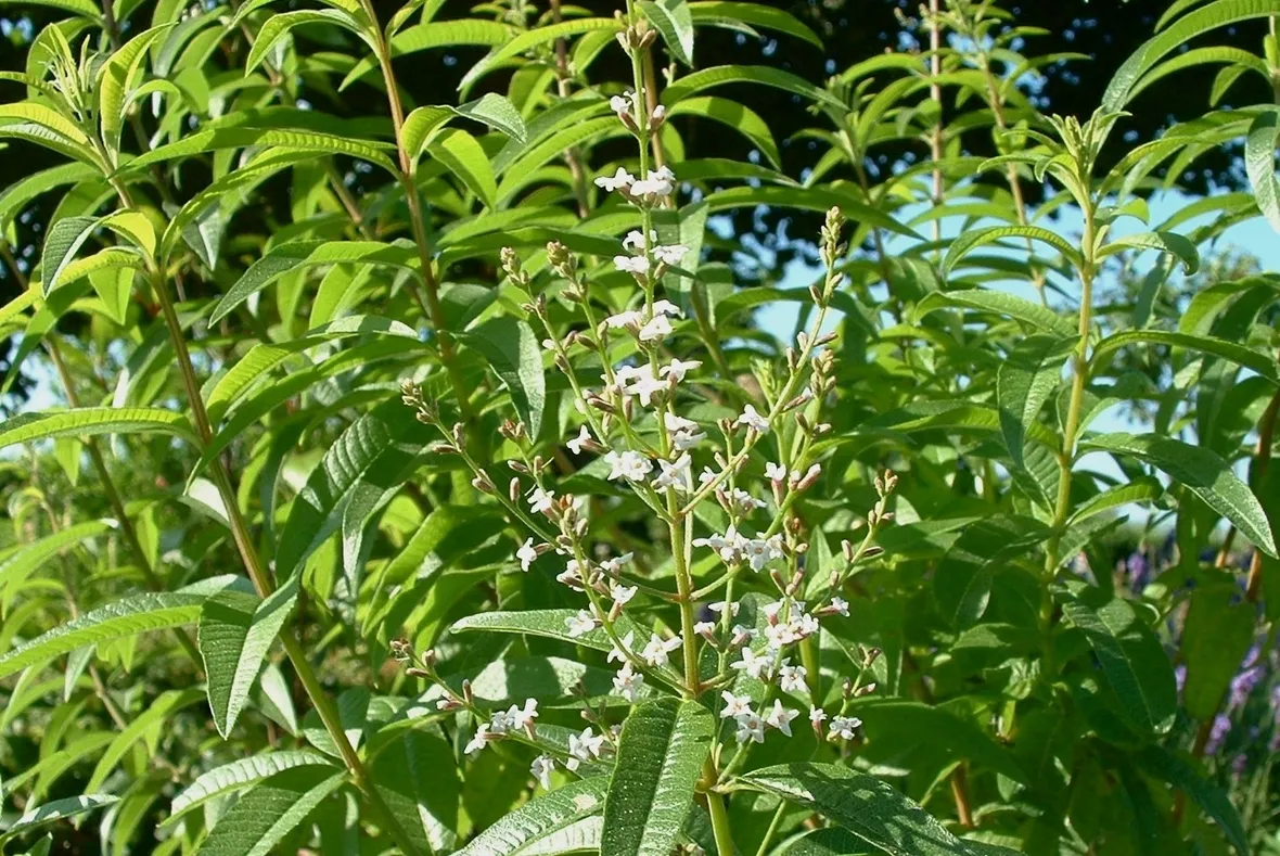 lippia citriodora fiorita