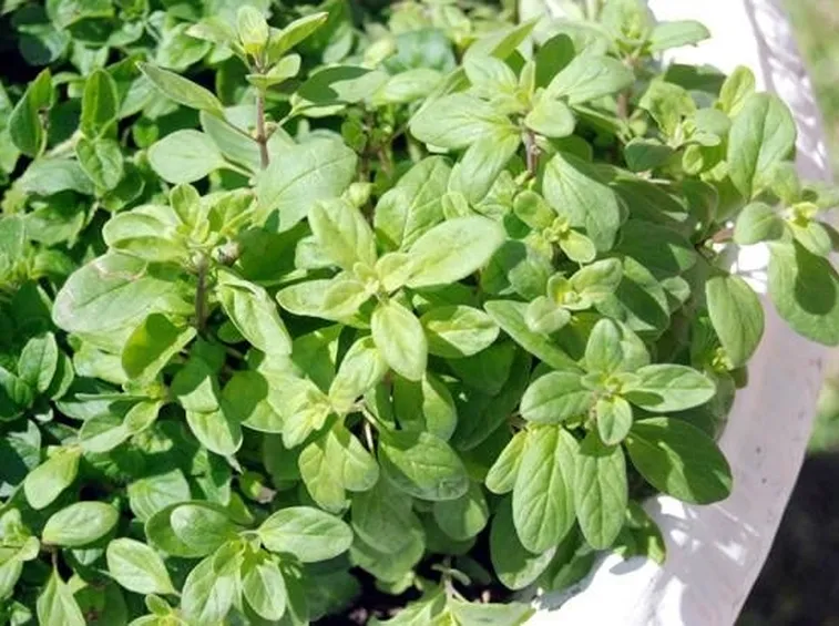 Foglie di maggiorana