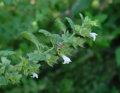 Melissa officinalis: ramo fiorito