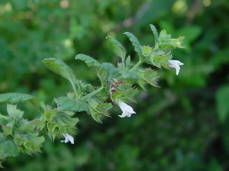 Melissa officinalis: ramo fiorito
