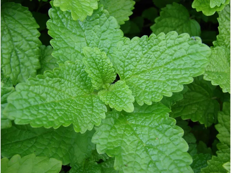 Foglie di melissa officinalis