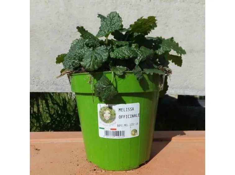 La melissa officinalis può essere coltivata anche in vaso