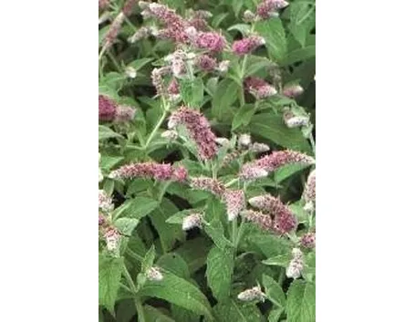 menta piperita