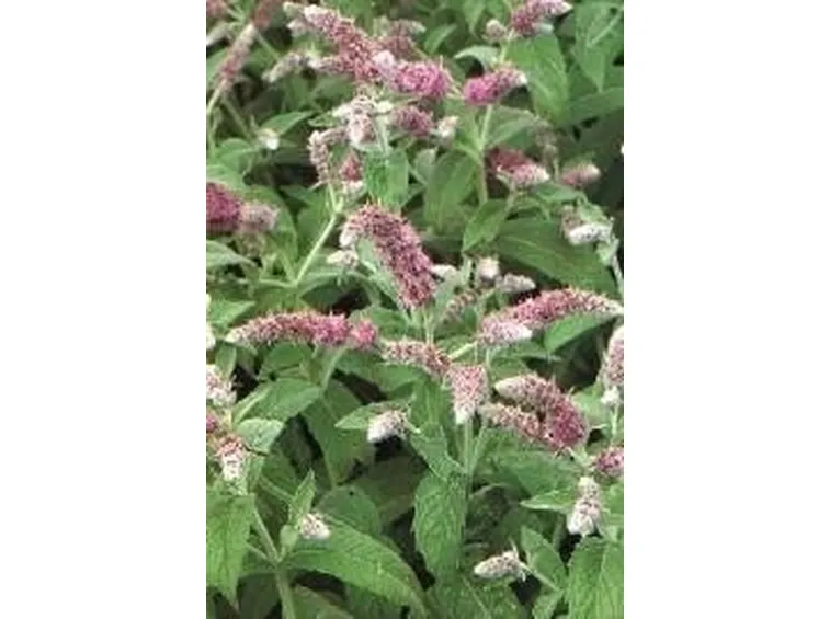 menta piperita