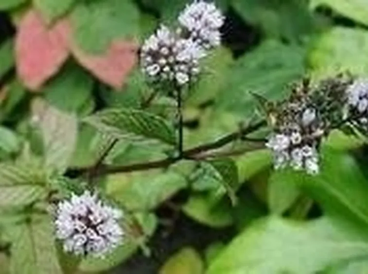 menta piperita 2