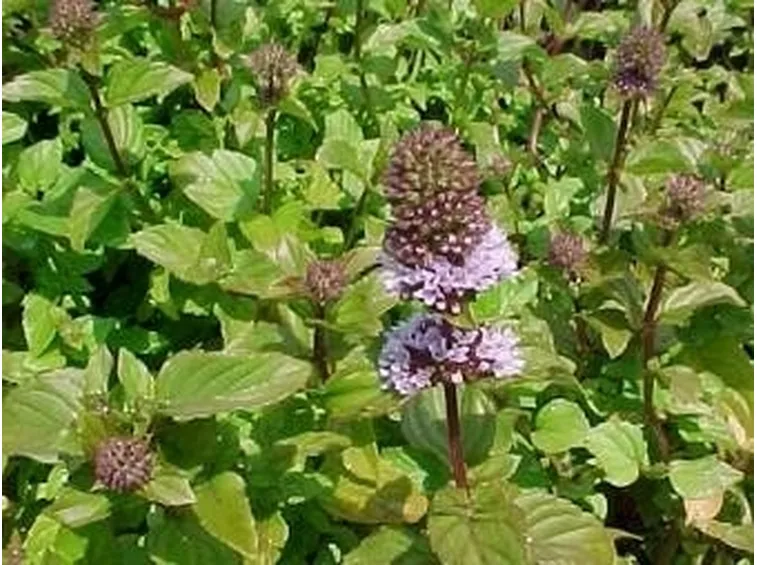 menta piperita 3 