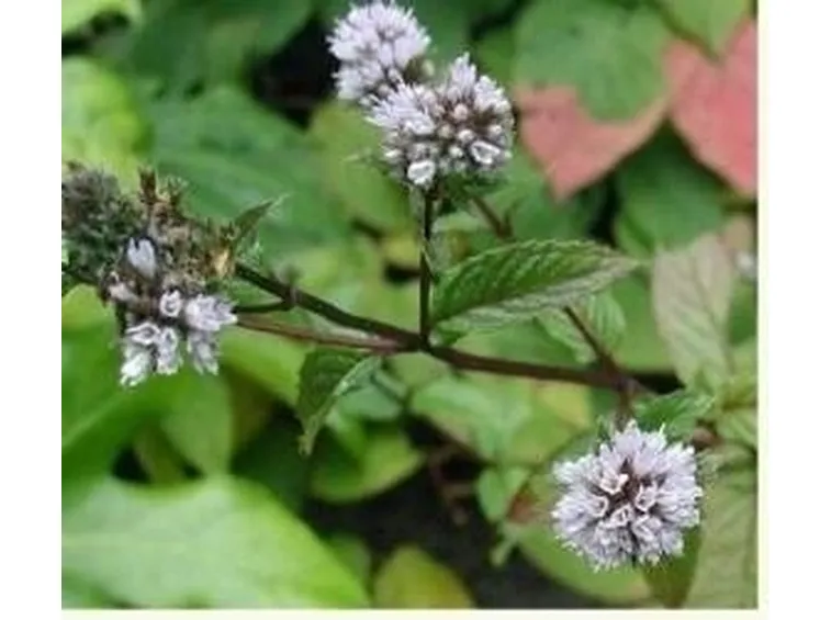 menta piperita 4