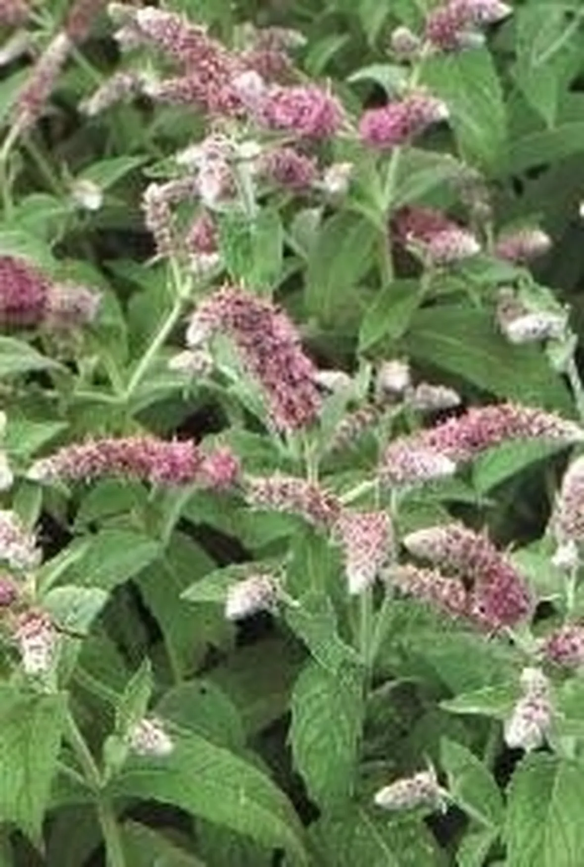 menta piperita