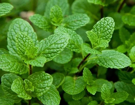 Menta Romana (Mentha spicata)