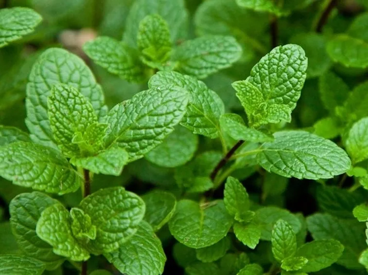 Menta Romana (Mentha spicata)