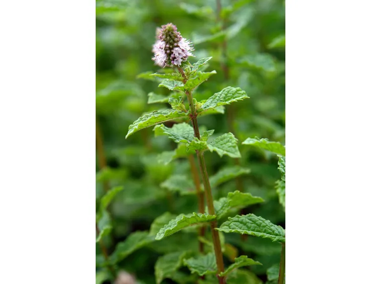 Fiori di menta romana
