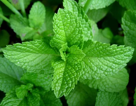 menta