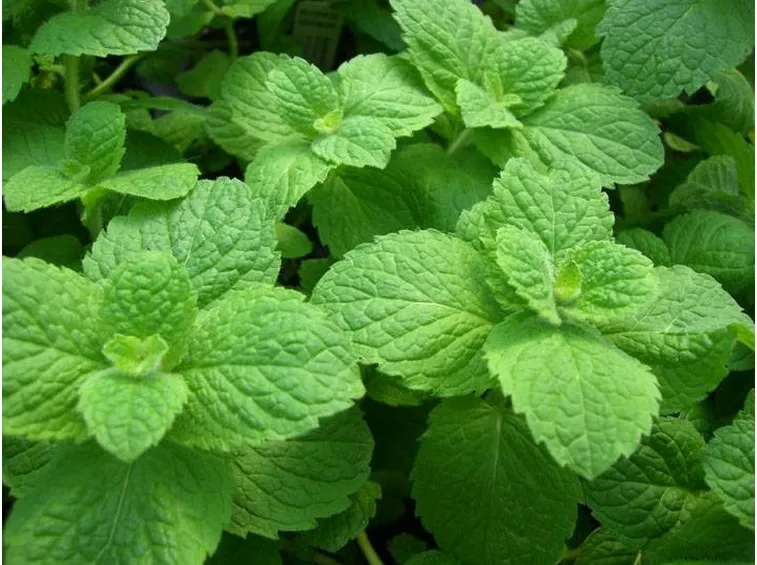menta