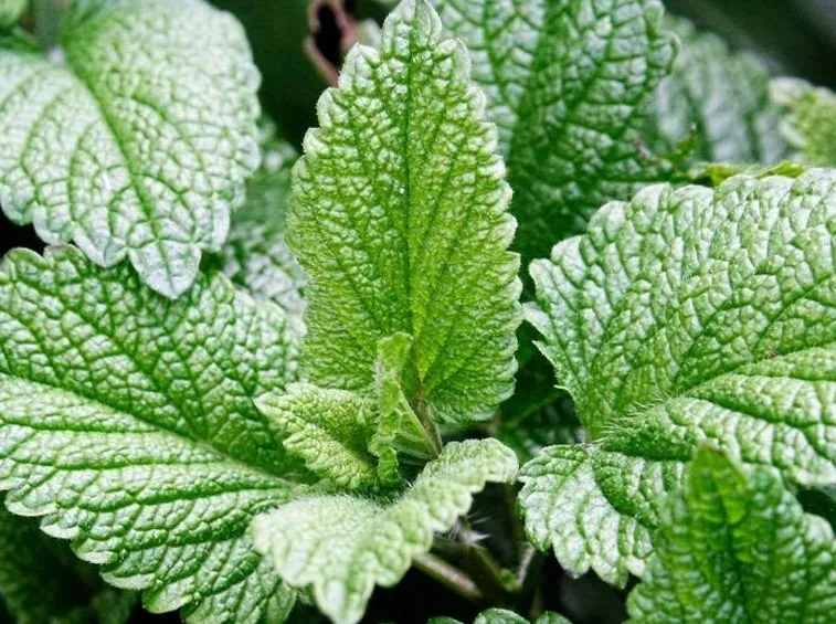 menta