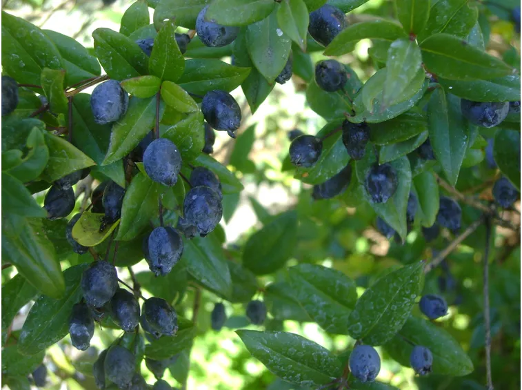 mirto 4