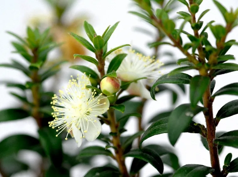 Mirto fiore