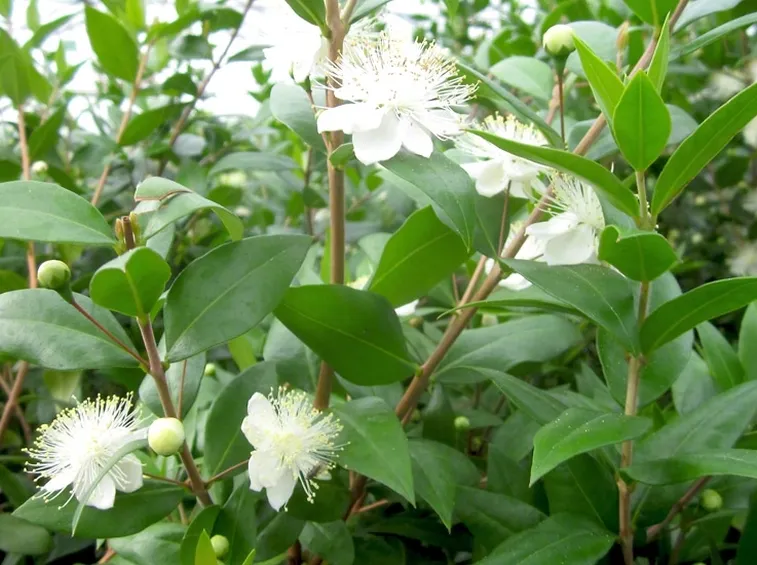 mirto fiore