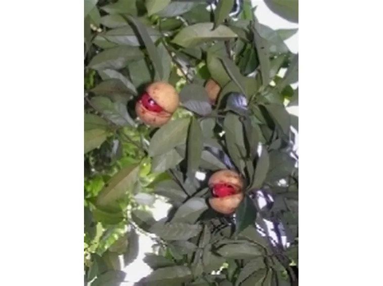 noce moscata2