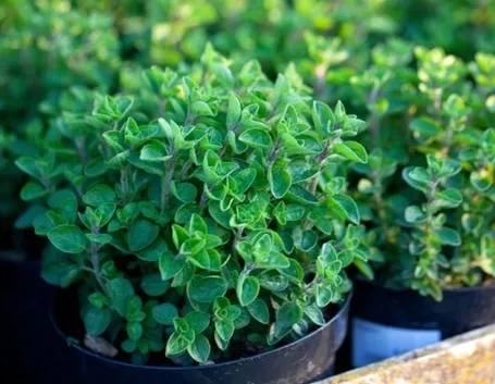 Pianta di origano comune