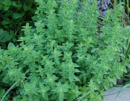 origano pianta verde